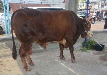 Siap Disembelih, Sapi Kurban Presiden Jokowi di Jambi Rutin Minum Telur Madu