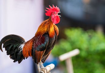 Bikin Bingung Keluarga, Seorang Wanita di Belgia Menganggap Dirinya Ayam dan Berkokok, Kejang Lalu Sadar Kembali, Ini Kata Dokter 