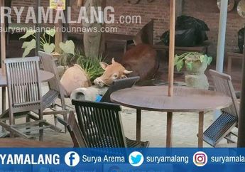 Hebohkan Panitia Kurban di Kediri, Sapi yang Hendak Disembelih Malah Melarikan Diri ke Restoran dan Merusak Sejumlah Fasilitas
