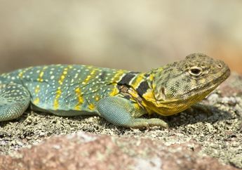 Arti Mimpi Kadal yang Harus Diwaspadai, Satu di Antaranya Tanda Ancaman Datang Mendekat