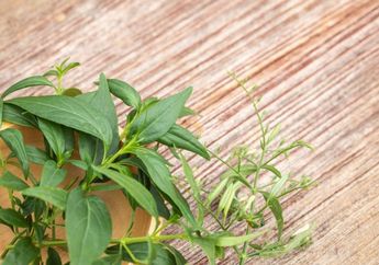 Mengenal Herbal Imunomodulator, Teruji Sejak Zaman Nenek Moyang Bisa Jaga Sistem Imun Tubuh! Salah Satunya Daun Sambiloto