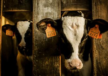 Tragedi Nestapa Menimpa Warga Dusun Magersari Lumajang, Sebanyak 7 Sapi Dikabarkan Raib Dicuri Maling Dalam Waktu Singkat!