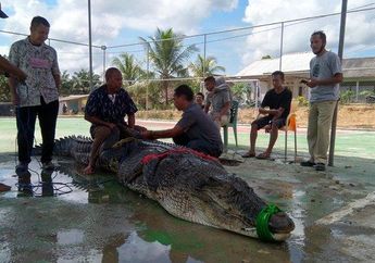 Disebut Berasal dari Titisan Kerajaan Siluman, Buaya Raksasa yang Diperkirakan Berusia 1 Abad Akhirnya Dipenggal, Seorang Warga Bersaksi : Ada Perjanjian Tidak Boleh Saling Ganggu!