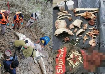 Makan Bocah 14 Tahun, Perut Buaya Ini Dibelah Warga, Terungkap Isinya yang Mengejutkan