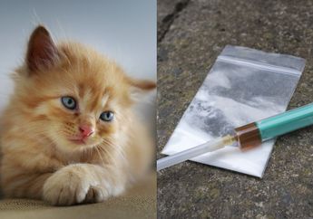 Berhasil Nyelonong Kabur dari Penjara yang Dijaga Ketat, Kucing yang Ditahan Gegara Selundupkan Narkoba Tak Bakal Diburu Polisi Lagi