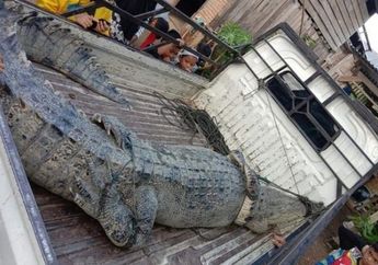 Ibu Rumah Tangga Diterkam Buaya Saat Buang Hajat di Sungai, Tubuhnya Diseret sang Hewan Predator hingga Menghilang di Dalam Air