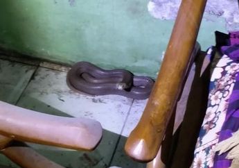 Tidur Bersama Seekor Ular yang Melingkar di Atas Tubuhnya, Nenek di Indramayu Kaget Bukan Kepalang Saat Dibangunkan oleh Sang Kobra!