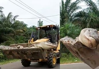 Heboh Video Buaya Raksasa Diarak di Jaan Raya Pakai Buldoser, sang Hewan Preadator Diyakini Warga Sebagai Jelmaan Siluman