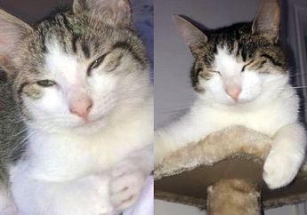 Jadi Korban Keisengan Manusia Biadap, Seekor Kucing Tewas Usai Diserang Anjing Pemburu yang Sengaja Dilepaskan oleh Sekelompok Bocah