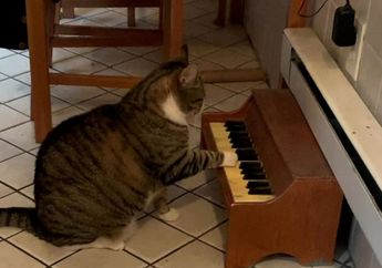 Cerita-Cerita Ajaib dan Kocak Para Kucing, Ada yang Main Piano Kalau Lapar