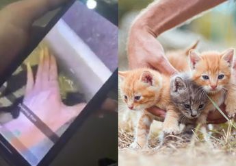 Heboh Video Wanita Tenggelamkan 3 Anak Kucing di Bak Mandi, Ngakunya Sudah Tak Punya Tempat untuk Menampung