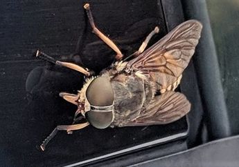 Seorang Wisawatan di Skotlandia sampai Bergidik Ngeri, Lalat 'Raksasa' Penghisap Darah yang Gigitannya Dapat Menembus Kulit Manusia Ditemukan Bertengger Nyaman di Kaca Mobilnya