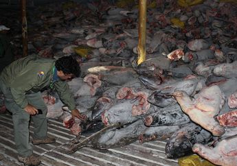 Berulang Kali Diperingatkan untuk Tidak Sembarangan di Wilayah Orang, Kapal China Ngeyel Berkali-kali Masuki Wilayah Laut Negara Amerika Ini dan Keruk Kekayaan Lautnya