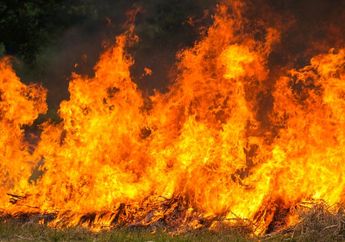 Tanpa Basa Basi, Massa Langsung Bakar Kantor BKD di Memberamo Raya Papua Gegara Tak Terima dengan Hasil Tes CPNS!