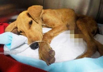 Diduga Jadi Korban Pemerkosaan Oknum Tak Bertanggung Jawab, Seekor Anak Anjing Mati