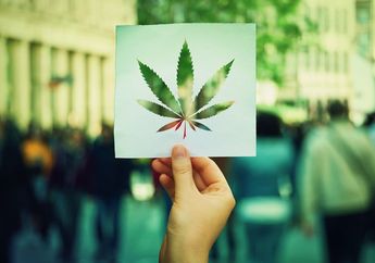 Menyoal Ganja yang Disebut Tanaman Obat, Kementan: Akan Dikaji Kembali