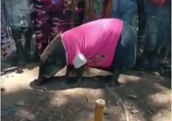 Tingkahnya Semakin Mirip Manusia, Babi Hutan di Muratara Menangis Saat Diusir Warga