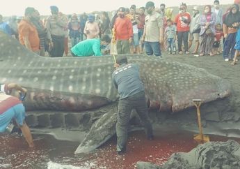 Mati Terdampar di Pantai Selatan, Kepala Hiu Tutul Diinjak Warga yang Heboh Ingin Selfie