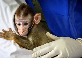 China Disebut Menimbun Monyet-monyet hingga AS Kekurangan Monyet untuk Uji Coba Virus Corona, Sebelumnya China Sediakan 60 Persen dari 35.000 Monyet