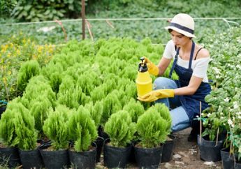 Menyiram dan Memberi Pupuk Saja Tidak Cukup, Coba Sekarang Mulai Rutin Semprot Daun Tanaman Hias Pakai Susu Cair