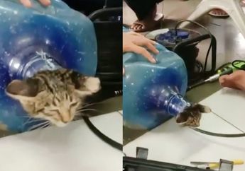 Entah Bagaimana Bisa Nyangkut, Heboh Video Penyelamatan Anak Kucing yang Terjebak di Galon
