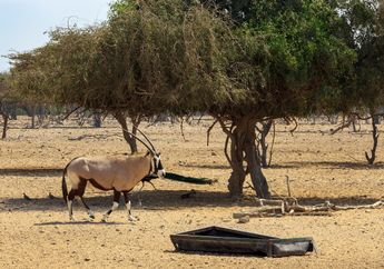 Inilah 7 Hewan Terindah di Israel, Salah Satunya Jadi Nama Pasukan Militer Israel 'Mematikan' yang Sebagian Besar Anggotanya Wanita