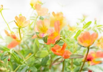 Bukan Hama, Siapa Sangka Tanaman Krokot yang Kerap Dipandang Sebelah Mata Bisa Mencegah Insomnia hingga Penyakit Kronis Lainnya