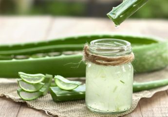 4 Manfaat Aloe Vera untuk Kesehatan dan Kecantikan Rambut, Penting!