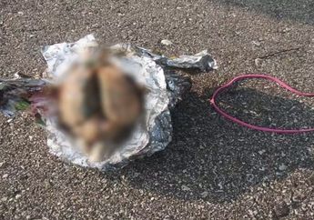 Temukan Segumpal Benda Terbungkuas Alumunium Foil, Seorang Pekerja Kontruksi Langsung Merinding Ketakutan Begitu Tahu Kebenaran Tentang Benda Temuannya Itu