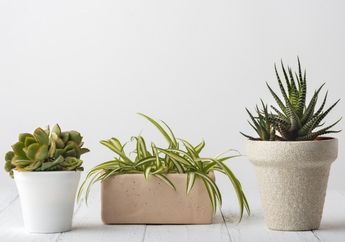 Tak Perlu Pupuk Mahal! Tanaman Hias Bisa Subur dan Hidup Tahan Lama Hanya dengan Siraman Air Micin, Begini Cara Buatnya