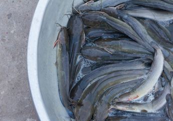 Satu Keluarga Bisa Sakit-sakitan, Mulai Sekarang Kenali Cara Memilih Ikan Lele yang Sehat, Jangan Sampai Ketipu Pedagang Nakal!