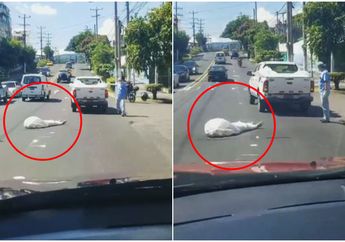 Diduga Tercecer dari Mobil Pikap yang Angkut Setumpuk Jenazah, Video Mayat Tergeletak di Tengah Jalan Raya Bikin Geger