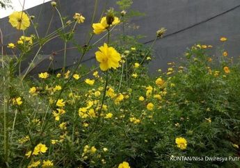 Baunya Memang Menyengat, Hanya Sedikit Orang yang Tahu Kalau Daun Kenikir Bisa Diandalkan sebagai Obat Herbal