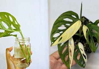 Alasan Janda Bolong Punya Harga Meroket Padahal Dulu Sering Ditemui di Pinggir Jalan, Senasib Gelombang Cinta?