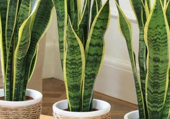 Penyakit Mematikan Bisa Tersingkirkan Hanya dengan Menaruh Tanaman Hias Ini di Dalam Rumah