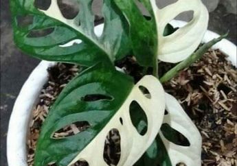 Bukan Tanaman Sembarangan, Janda Bolong Langka Seharga Mobil ini Banyak Dicari karena Kelebihan dan Khasiatnya  