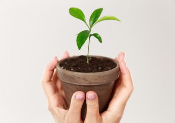 Daripada Beli yang Mahal, Tanaman Rumahan Ini Justru Punya Khasiat Luar Biasa untuk Kesehatan