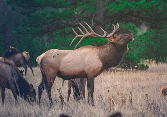 Main Golf Saat Musim Kawin, Pria Ini Harus Terima Risiko Ginjalnya Terbelah Setelah Ditanduk Rusa!