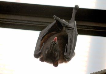 Tidak Selalu Bermakna Buruk, Ternyata Justru Pertanda Baik! Inilah Arti Mimpi Melihat Kelelawar!