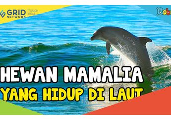 Bukan Ikan, 6 Hewan Ini Termasuk Jenis Mamalia dan Hidup di Laut