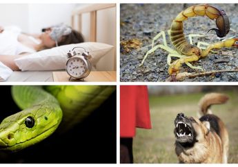 Sebaiknya Lakukan ini Saat Anda Bermimpi 7 Binatang ini Seperti Ular dan Kalajengking atau Tikus karena Merupakan Pertanda Buruk 