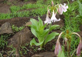 Banyak yang Belum Tahu Kalau Daun Bakung bisa Jadi Lebih Mujarab Ketimbang Obat Kimia, Contek Cara Bikinnya!