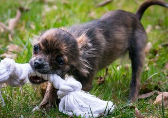5 Arti Mimpi Digigit Anjing, Ternyata Jadi Pertanda Adanya Potensi Bahaya Ini, Simak Penjelasannya