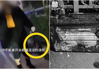 Makanannya Dicuri, Pria Ini Tega Siram Kucing Hamil Pakai Air Mendidih, sang Induk dan Empat Calon Anaknya Mati