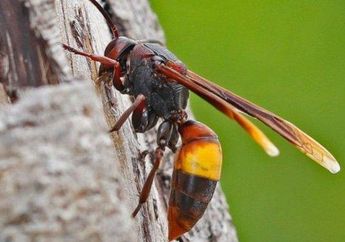 Seolah Mengambil Madu Ditebus dengan Nyawa, Pemuda di Kalimantan Selatan Tewas Disengat Lebah, Pihak Berwajib: Ada 14 Tawon yang Kita Temukan Mati di dalam Pakaian Korban