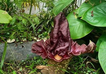 Dikira Bangkai Tikus Gegara Cium Bau Busuk, Penjaga Sekolah Dasar di Solo Jawa Tengah Kaget Temukan Bunga Bangkai: Tahu-tahu Muncul Bunga Itu