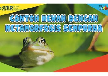Contoh Hewan dengan Metamorfosis Sempurna yang Alami 4 Kali Perubahan