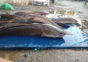 Susah Berobat Sana-sini, Siapa Sangka Diabetes Bisa Disembuhkan Cuma dengan Ikan Murah Meriah Ini, Patut Dicoba!