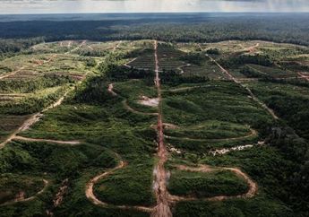 Korea Selatan Diketahui Sengaja Bakar Hutan Papua untuk Perluasan Lahan,Warga: 'Saya Menangis, Saya Sedih, Kami Jaga Hutan Ini dengan Baik' 