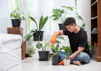 Rumah Sejuk Tanpa AC? Bisa Kok! Begini Cara Mudah Melakukannya, Salah Satunya Menghias Ruangan dengan Tanaman Hias